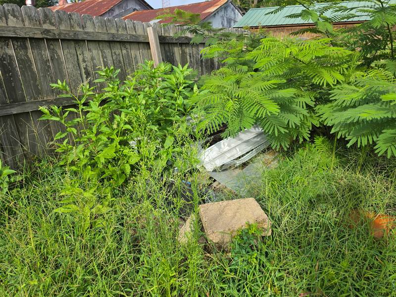 Overgrown materials before volunteer cleanup